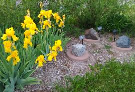 Yellow iris in the museum garden - 2020