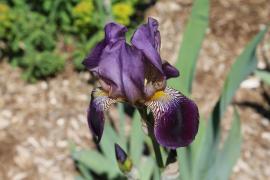 Close up view of purple iris in the Phyllis and John Seaman Garden - June 2017