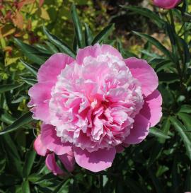 Light pink peony in the Phyllis and John Seaman Garden - June 2017