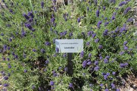 Lavender in the Phyllis and John Seaman Garden - July 2017