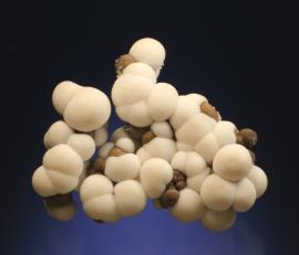 Aragonite, Chetco, Curry County, Oregon. A beautiful and unique specimen of aragonite balls. From the collection of J. T. Reeder. Specimen 8 cm wide. Photo by G. Robinson. (JTR 101)