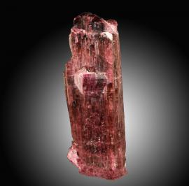 Elbaite, Mokhovya Pegmatite, Malkhan, Siberia, Russia. A large red tourmaline crystal from a lesser known locality for fine tourmalines near Lake Baikal in central Russia. Donor: W. Shelton. Specimen 25 cm tall. Photo by C. Stefano. (DM 31208) 