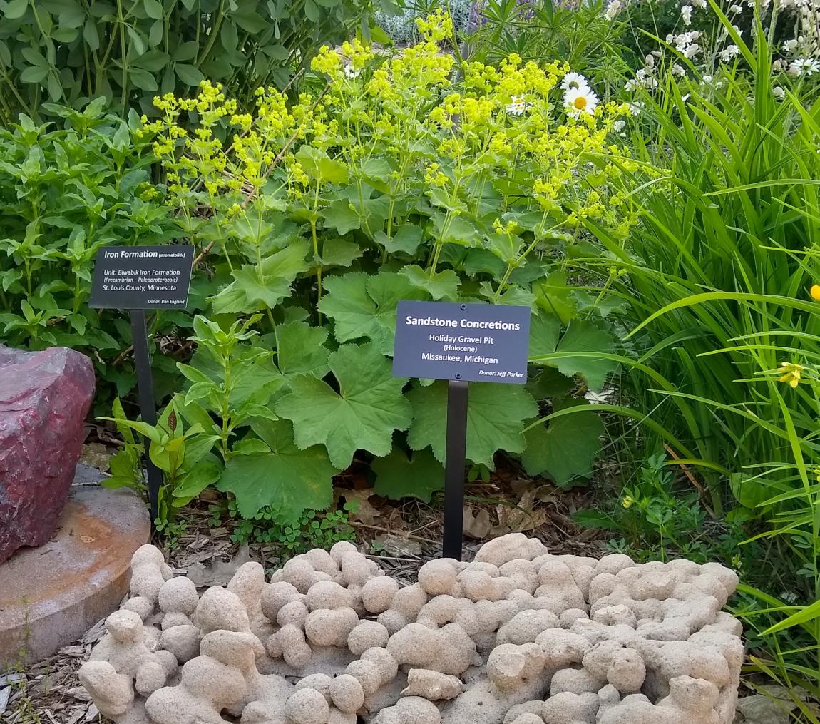 Sandstone concretions with flowering Lady's Mantle - 2020
