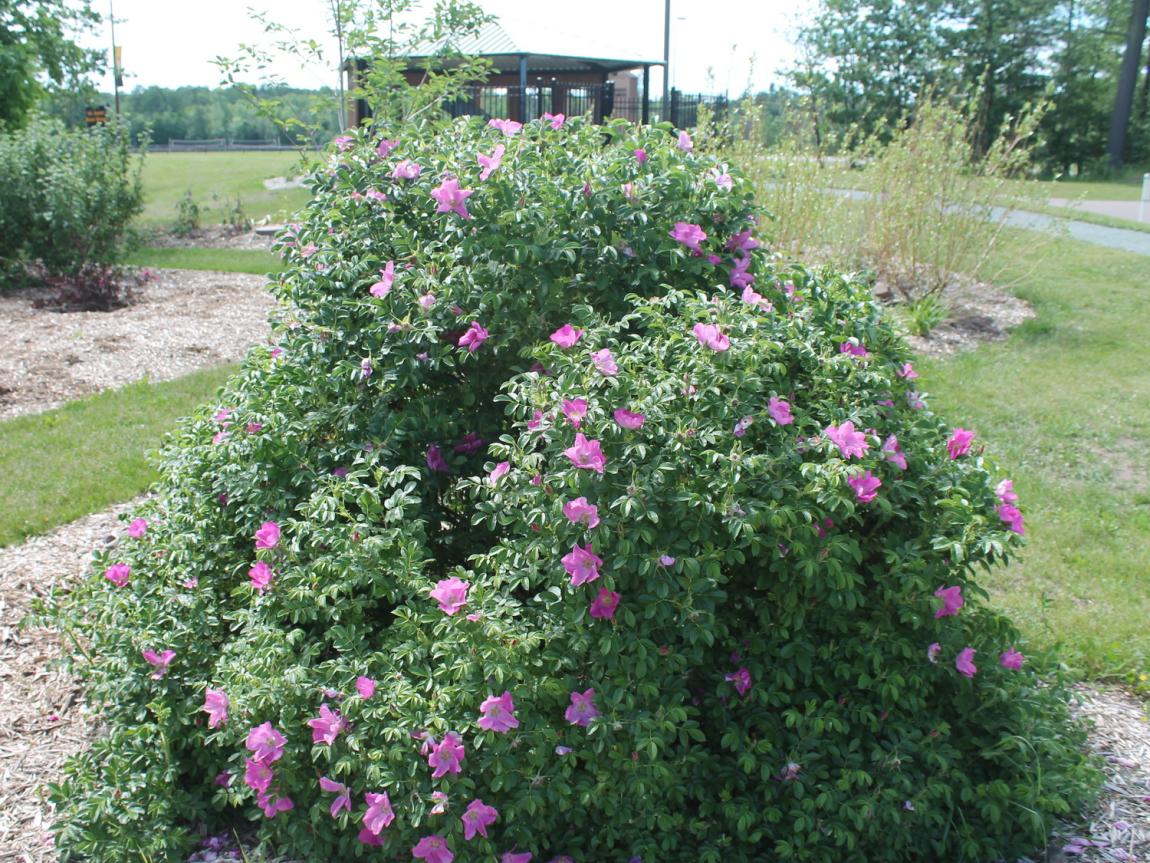 Holbeach Roses Beach rose | A. E. Seaman Mineral Museum