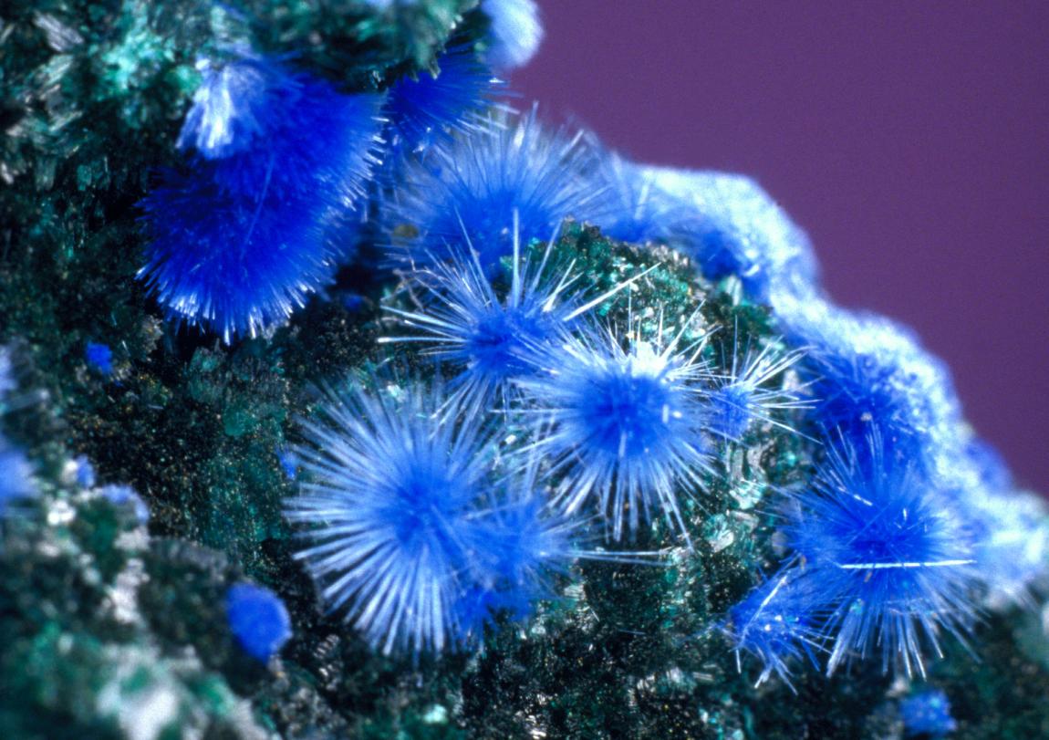 Cyanotrichite, Grandview Mine, Coconino County, Arizona. Superb crystals of Cyanotrichite on matrix from this old mine, now a part of Grand Canyon National Park. Donor: W. and D. Leicht. Field of view is approximately 4 cm wide. Photo by G. Robinson. (DM 21542)